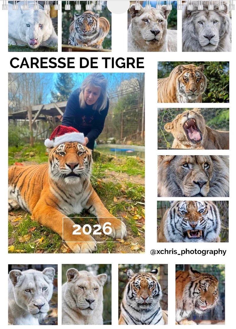 Calendrier 2026 Caresse de Tigre - Edition limitée