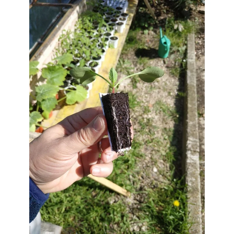 Plateau de semis compact avec pots et outils de semis