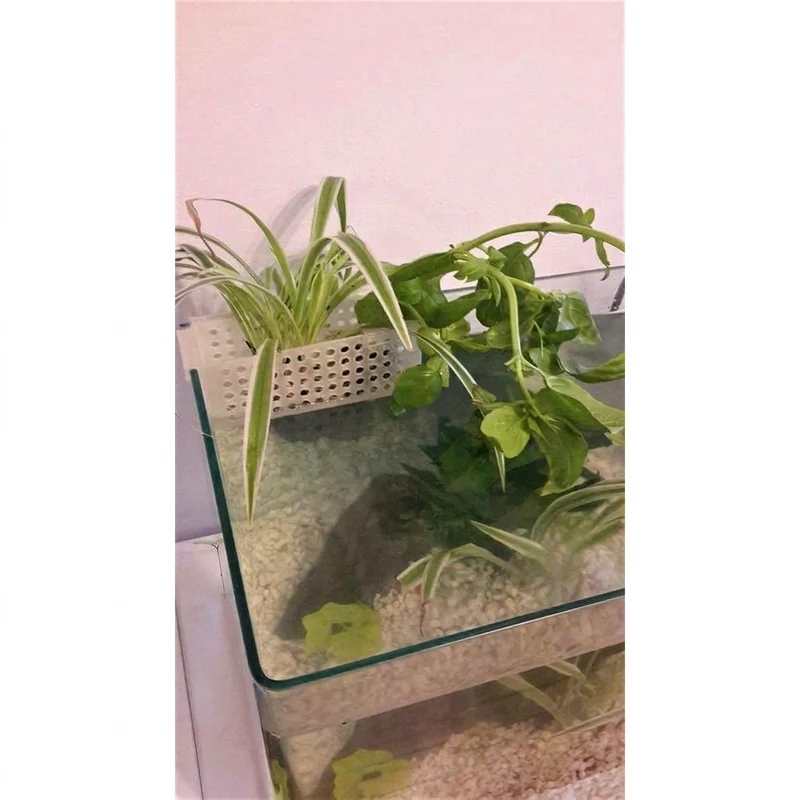 Panier à plantes suspendu d'angle et récipient pour aquarium