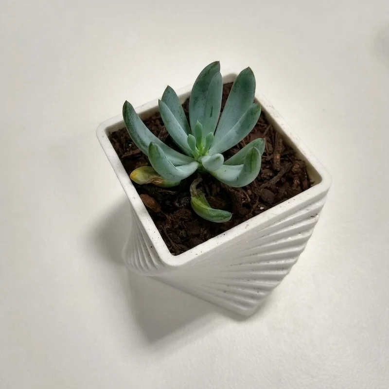 Cache-pot Trinformet pour succulentes d'intérieur