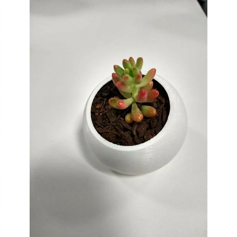 Pot de fleurs bombé et incliné pour succulentes et cactus