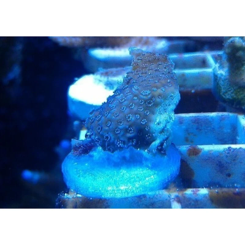 Bouchon de fragmentation pour coraux en aquarium d'eau salée