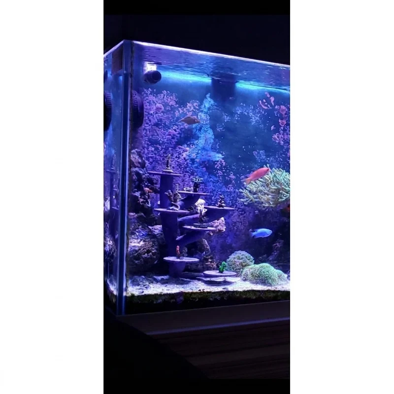 Support de fragments Bonsai koral pour aquarium d'eau salée