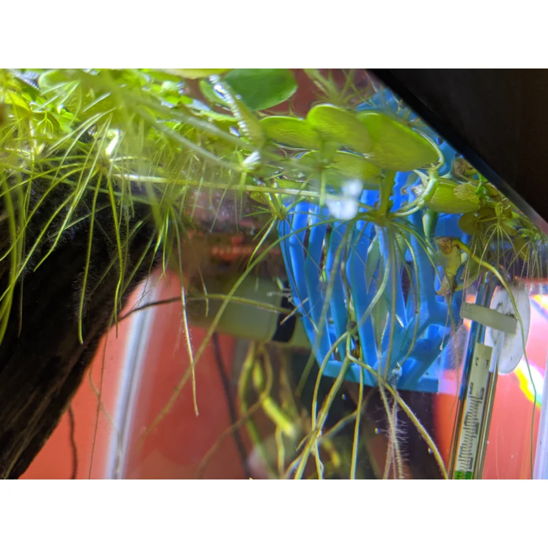 Support de plantes pour aquarium avec bord fixe