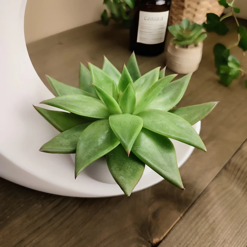 Vase en forme de demi-lune pour succulentes et bougies