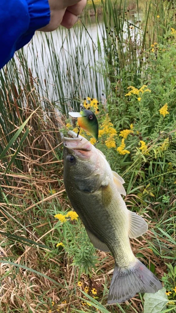 Appât efficace pour crabes pour la pêche sportive