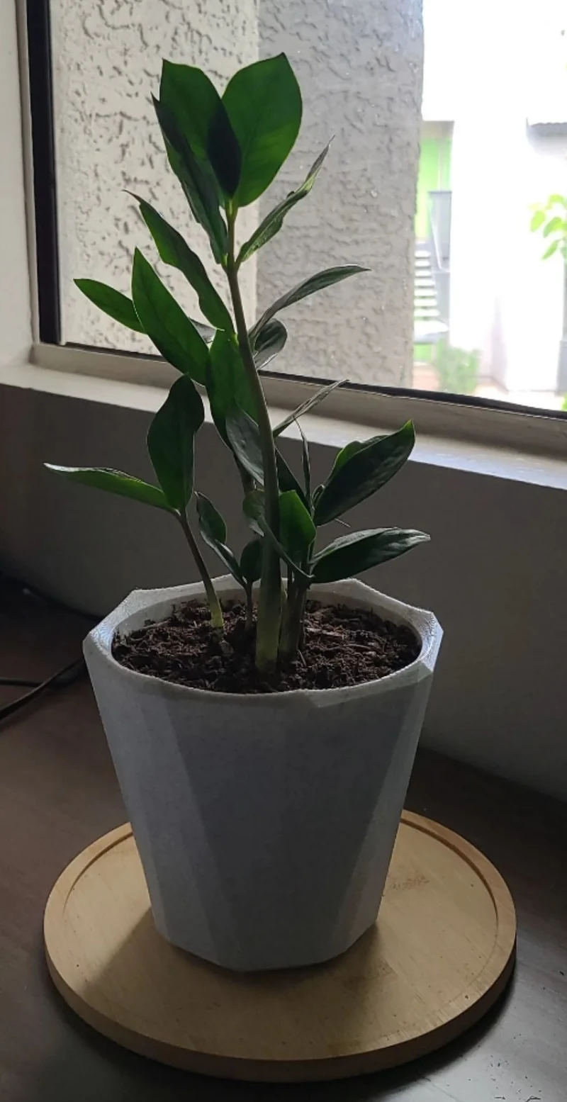 Pot de base pour plantes