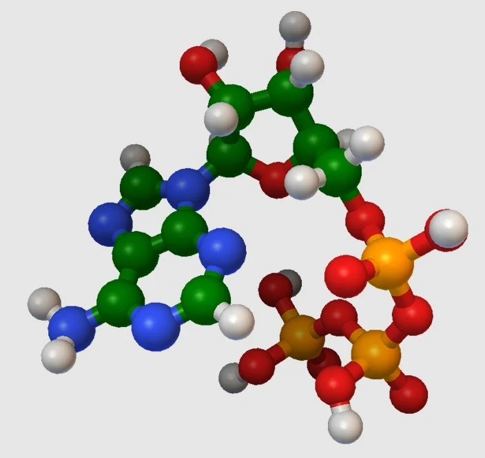 Modèle moléculaire - ATP (Adénine TriPhosphate) - Modèle à l'échelle atomique