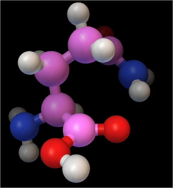 Modèle moléculaire - Glutamine - Modèle à l'échelle atomique